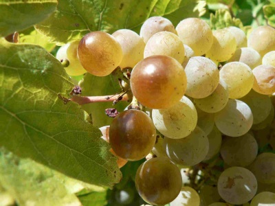 verdejo grapes