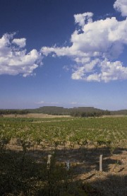 View of the vineyard, Jasper Hill Wines,  Heathcote, VIC
