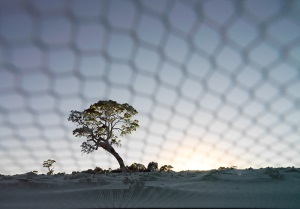 Ngeringa Vineyard covered with nets