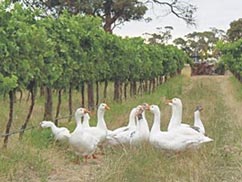 Geese patrolling the Merlot vines at Merlot Grove, Padthaway, SA