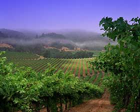 Seresin Vineyard, Marlborough, NZ