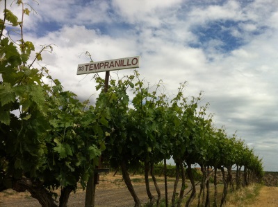 tempranillo vines