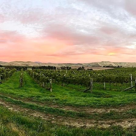 Babich Marlborough New Zealand Vineyard