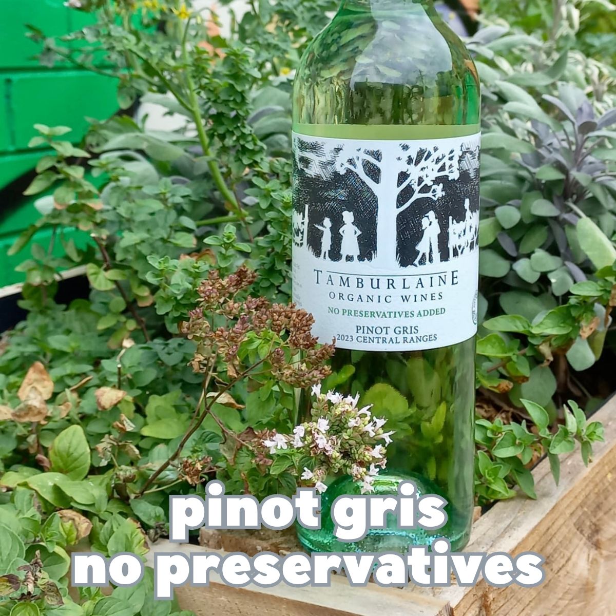 Tamburlaine Preservative Free Pinot Gris Tamburlaine Preservative Free Pinot Gris