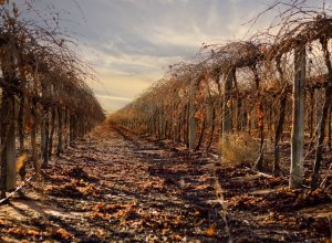 Andrew Peace Wines Vineyard in Autumn