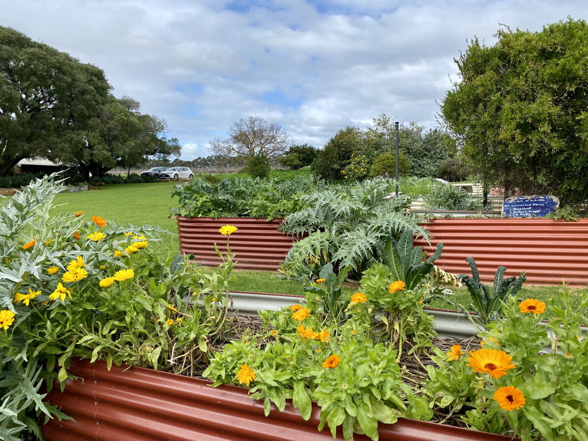 Calendula, kale and artichoke growing in the raised spiral garden beds at Cullen Winery
