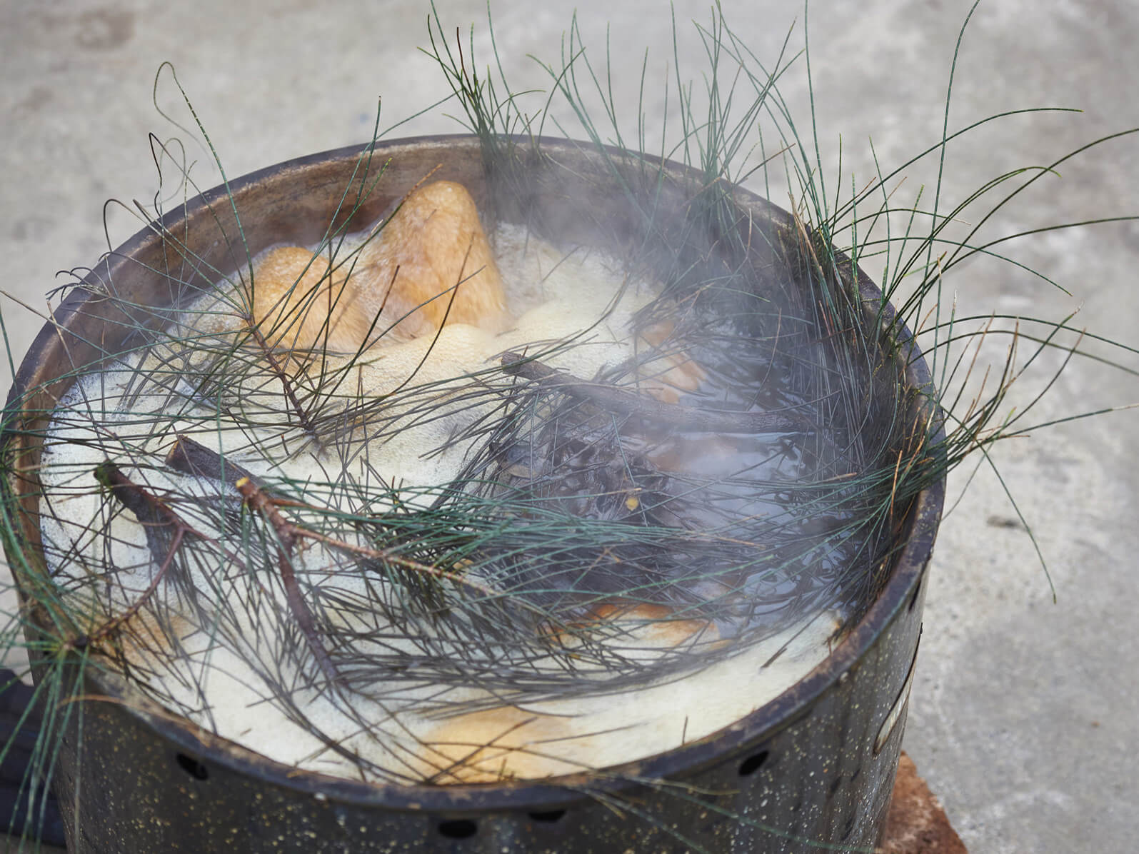 Biodynamic Preparation 508 being made from Casuarina needles. Can be used as a foliar spray to reduce fungal disease.