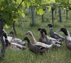 Geese in Bunn Wines Vineyard