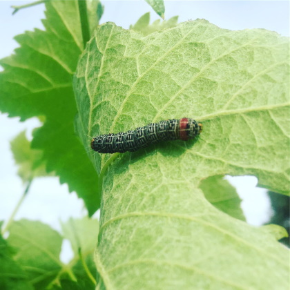 Biodiversity in balance in the Rosnay Vineyard