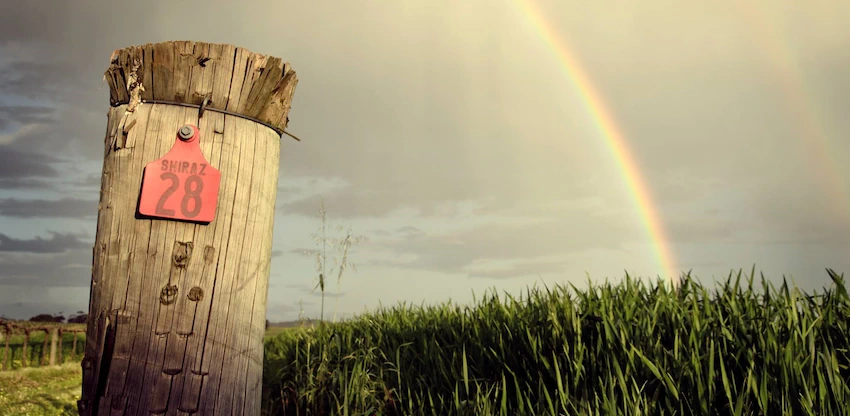 Kalleske Vineyard Post With Rainbow