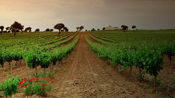 Mesta Vineyards, Ucles, Spain