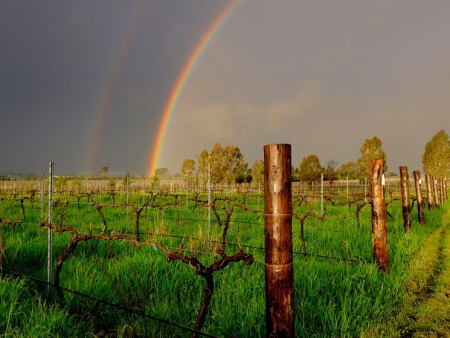 Rainbow over Rosnay Vineyard