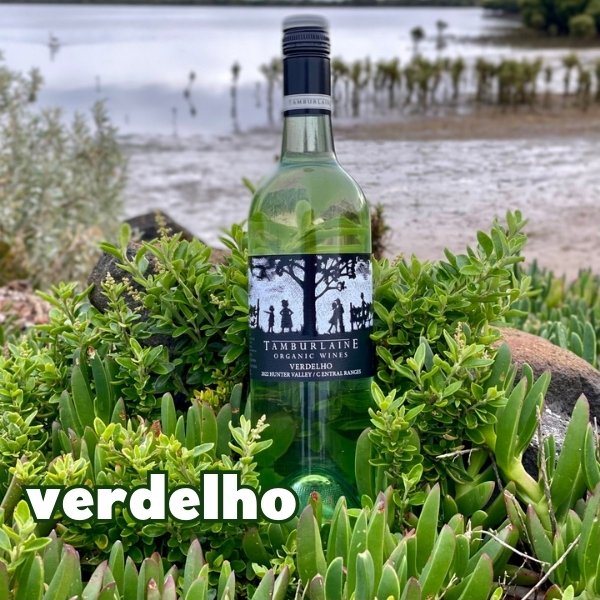 Tamburlaine Organic Grapevine Verdelho Tamburlaine Organic Grapevine Verdelho