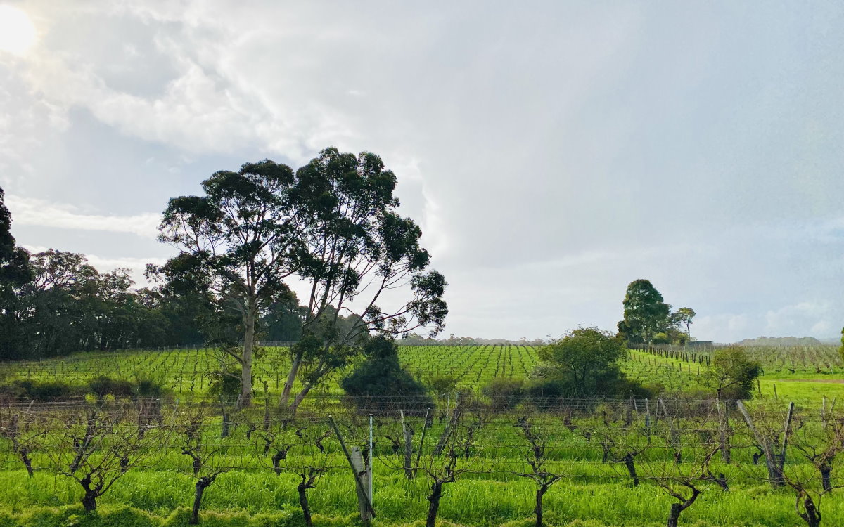 View across the Cullen Estate vineyard from the Biodynamic Wine Room, Wilyabrup, WA
